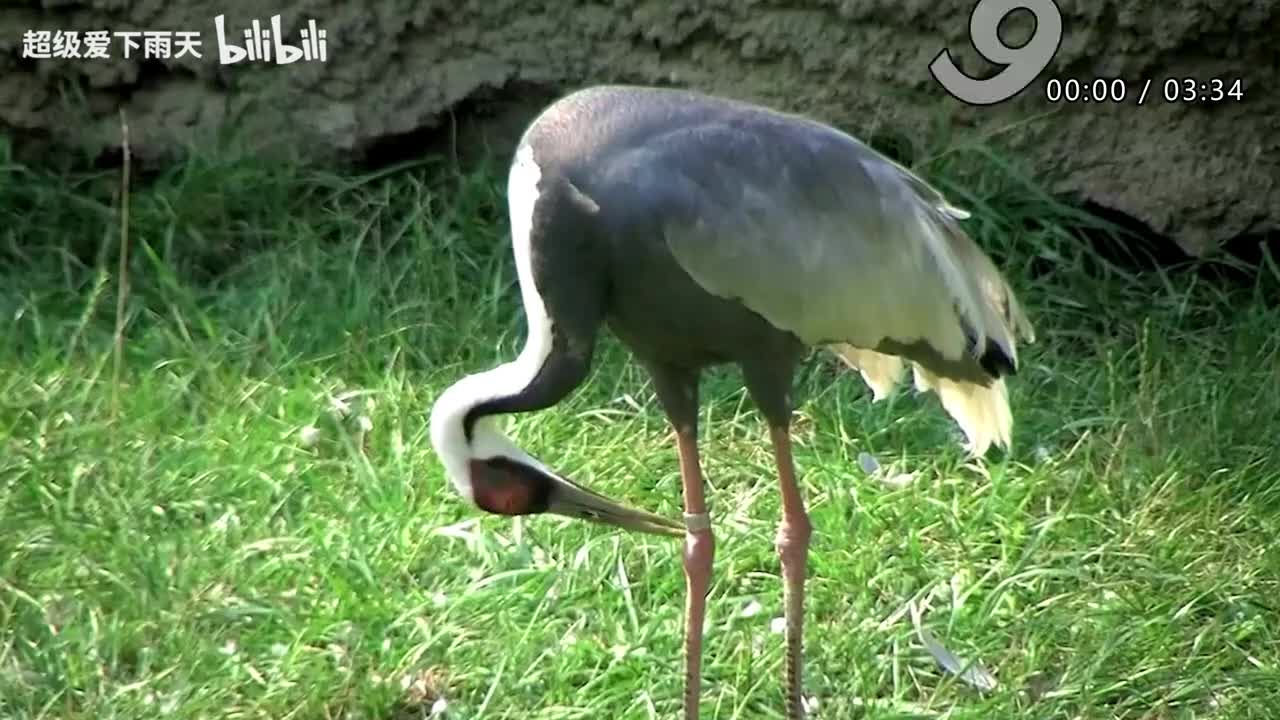 020.田震-怎么HAPPY