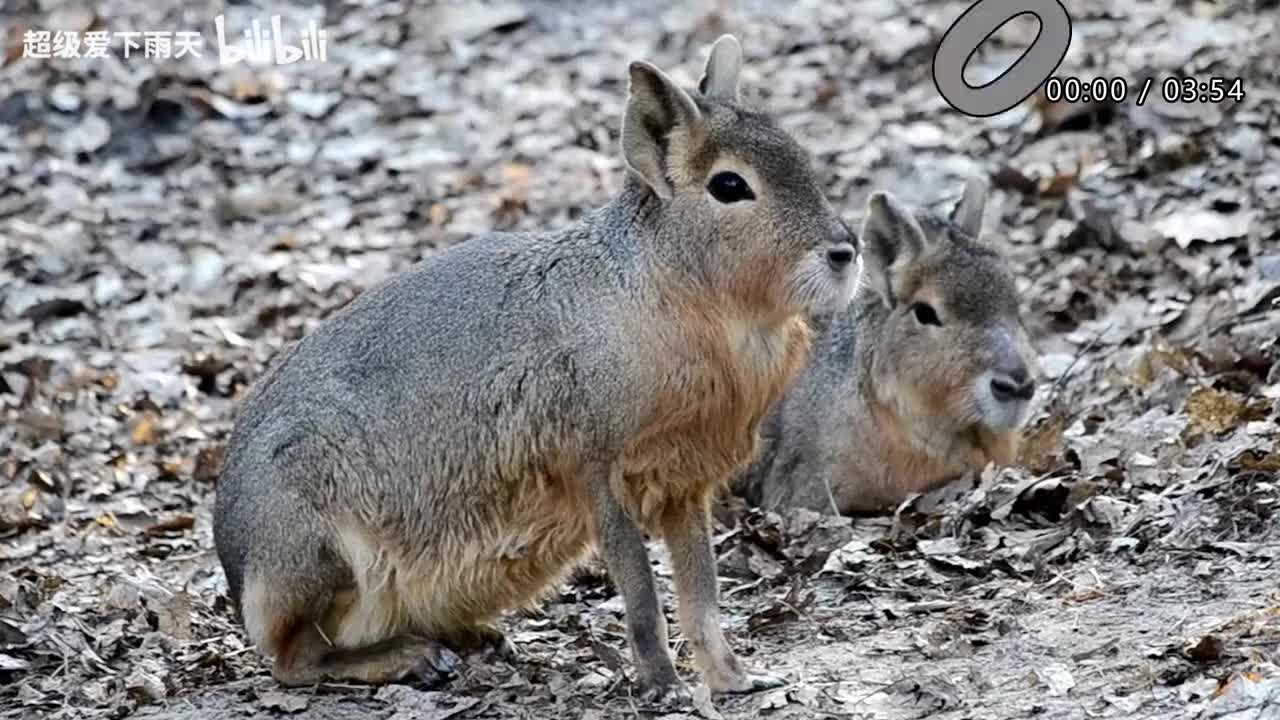 074.张杰-半梦半醒之间