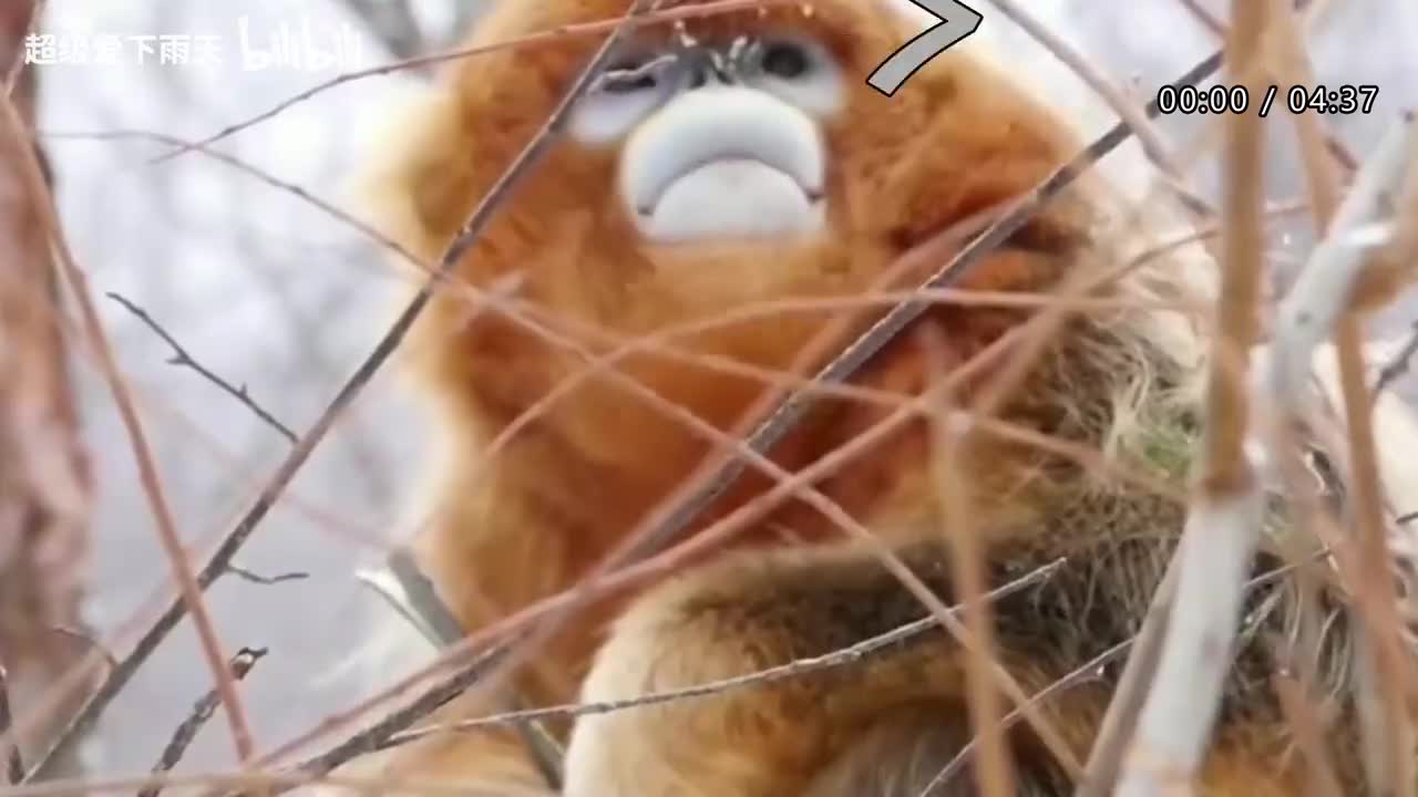 038.张栋梁-当你孤单你会想起谁