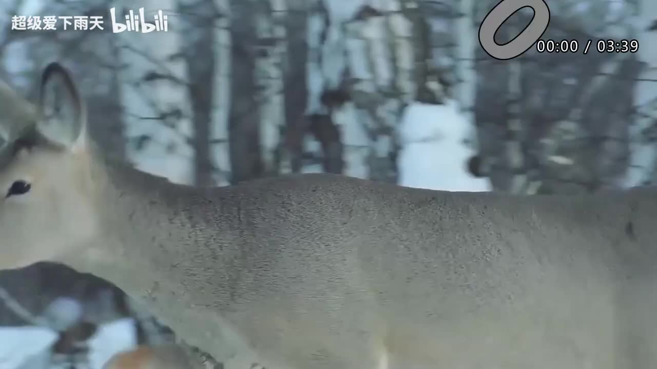 062.许茹芸-我是一只鱼