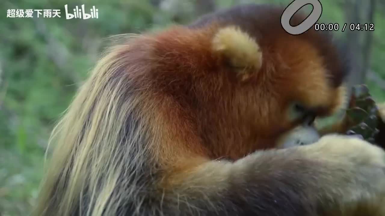 028.田震-若思念便思念