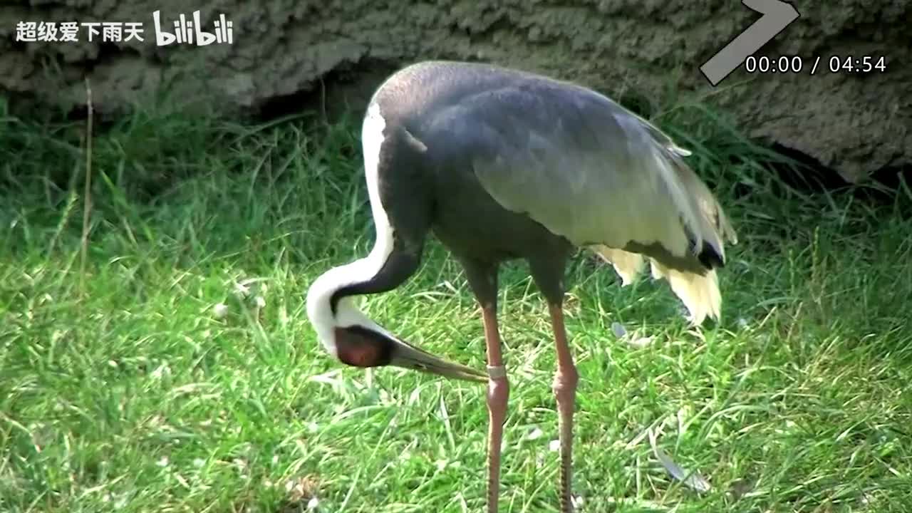 080.谭咏麟-也许不易