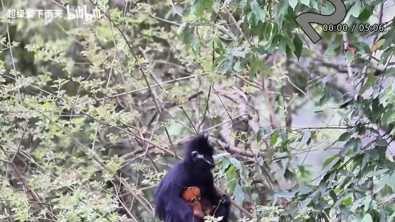 172.张杰-北斗星的爱