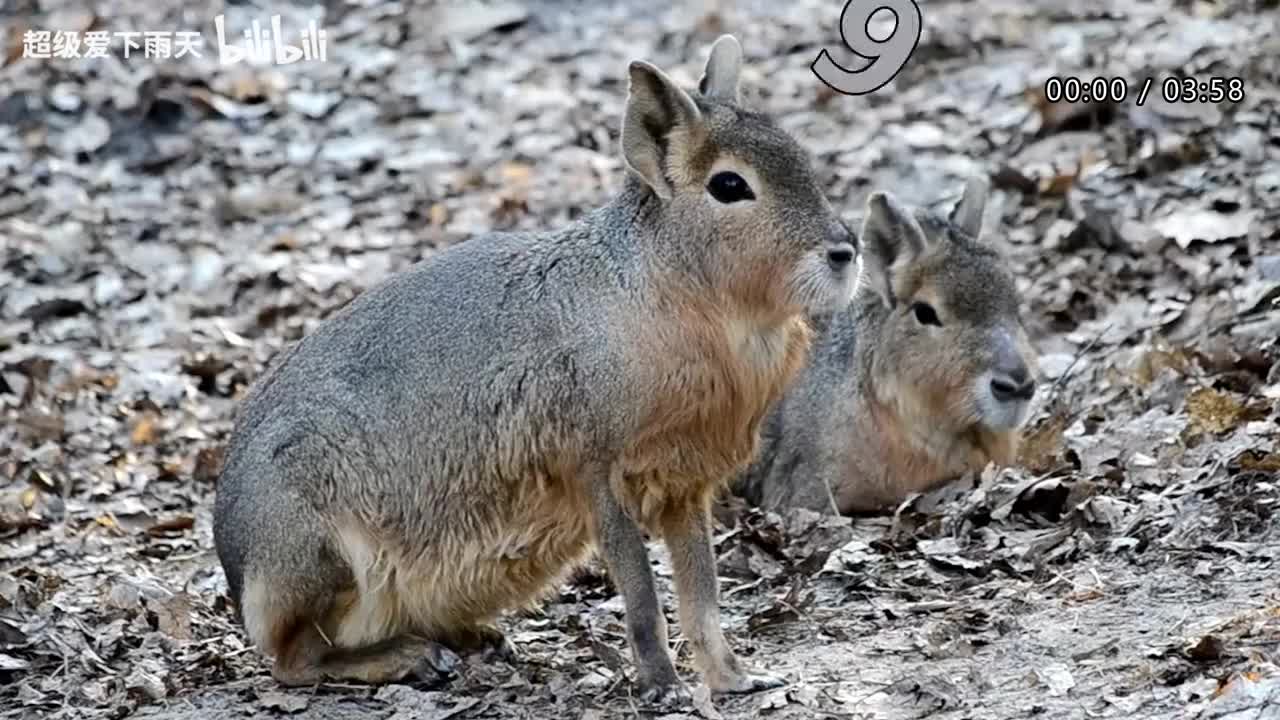 174.孟庭苇-风中有朵雨做的云
