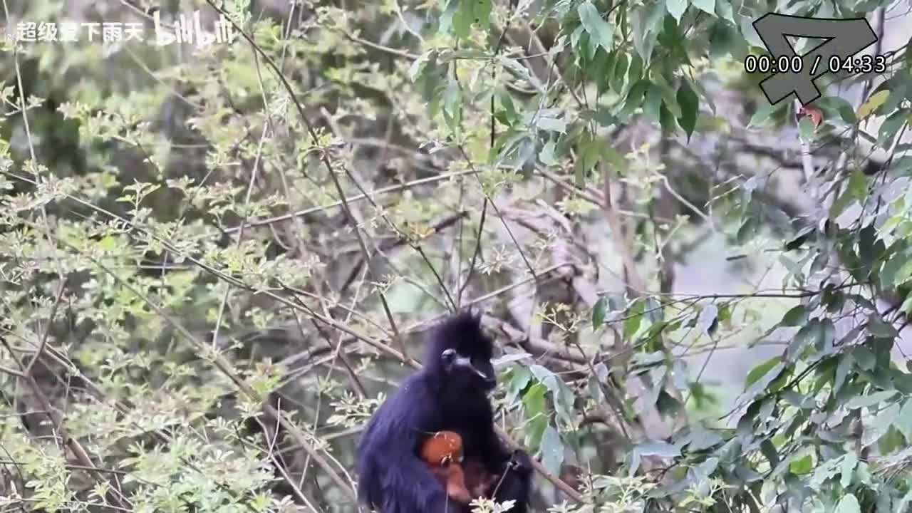 152.谭咏麟-朋友