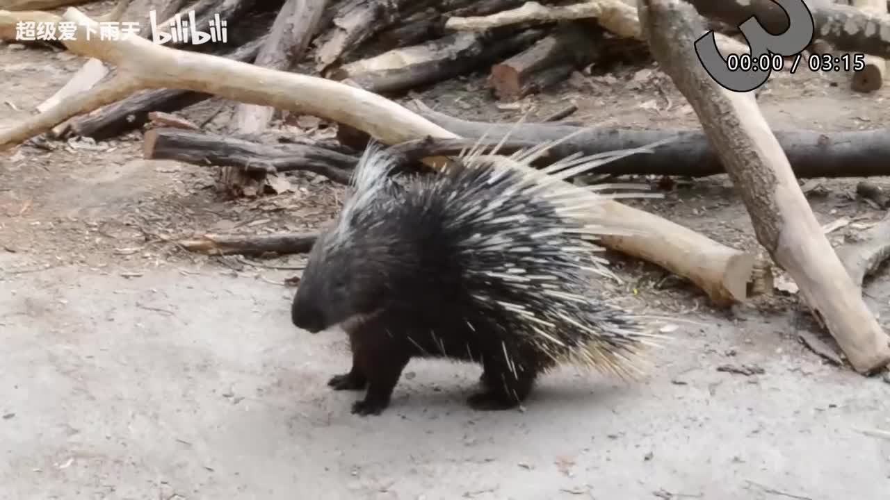 147.凤凰传奇-光芒