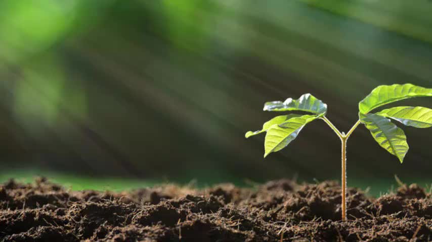 3.5.1 光合作用的原料