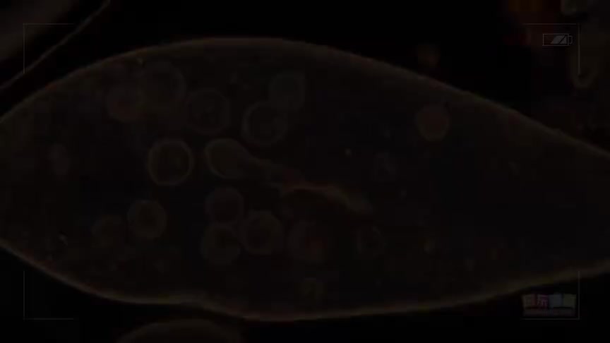 2.2.9 单细胞生物的结构和生活