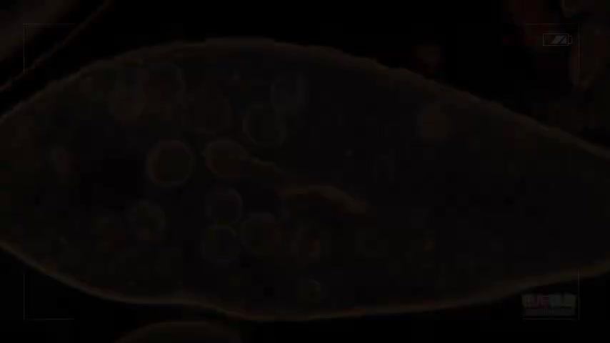 2.2.8 单细胞生物的特点和种类