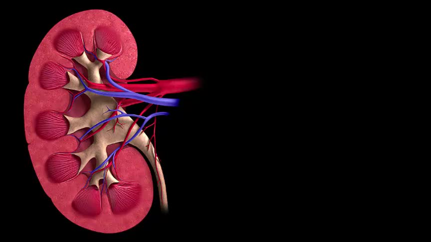 4.5.2 尿的形成和排出