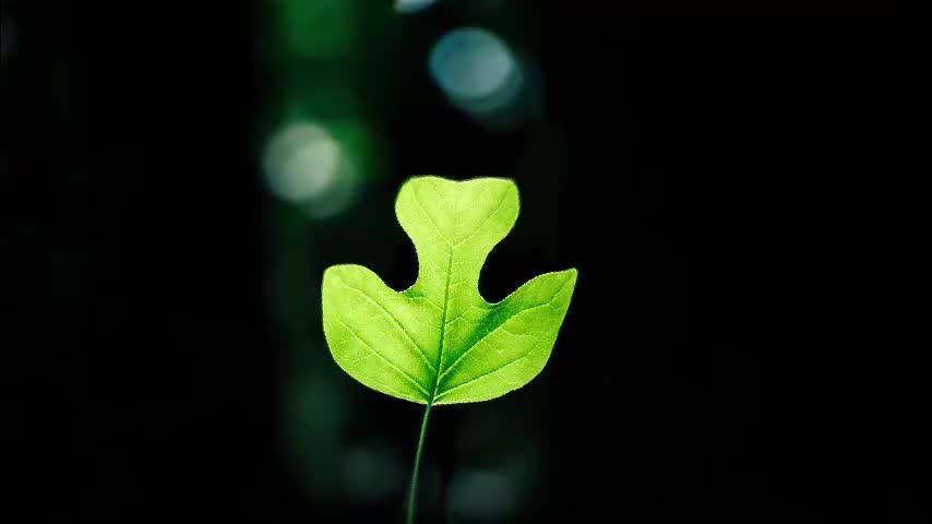 3.4.1 绿叶如何制造有机物