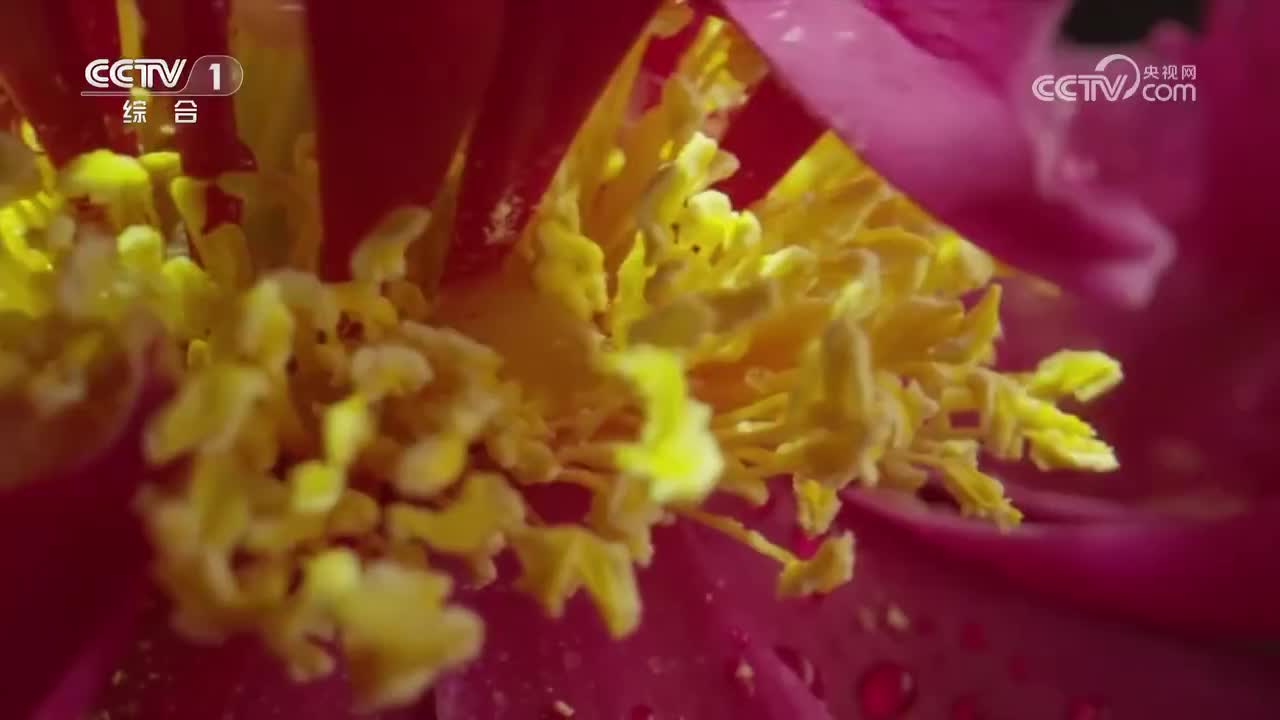 第7集 苦口良药