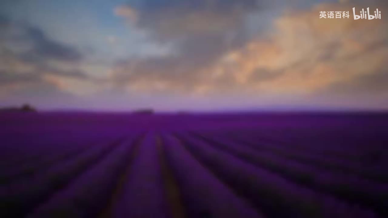 8-Bedtime Sleep Stories 🌸 The Lavender Fields of Provence 💜 Blue Gold Sleep