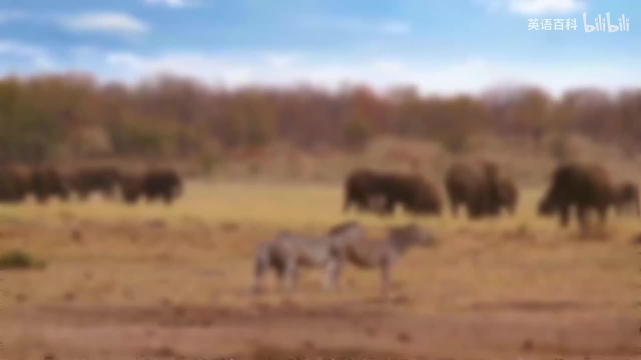 35-Bedtime Stories Incredible Creatures - An African Safari 🐘🌍 Sleep Story f