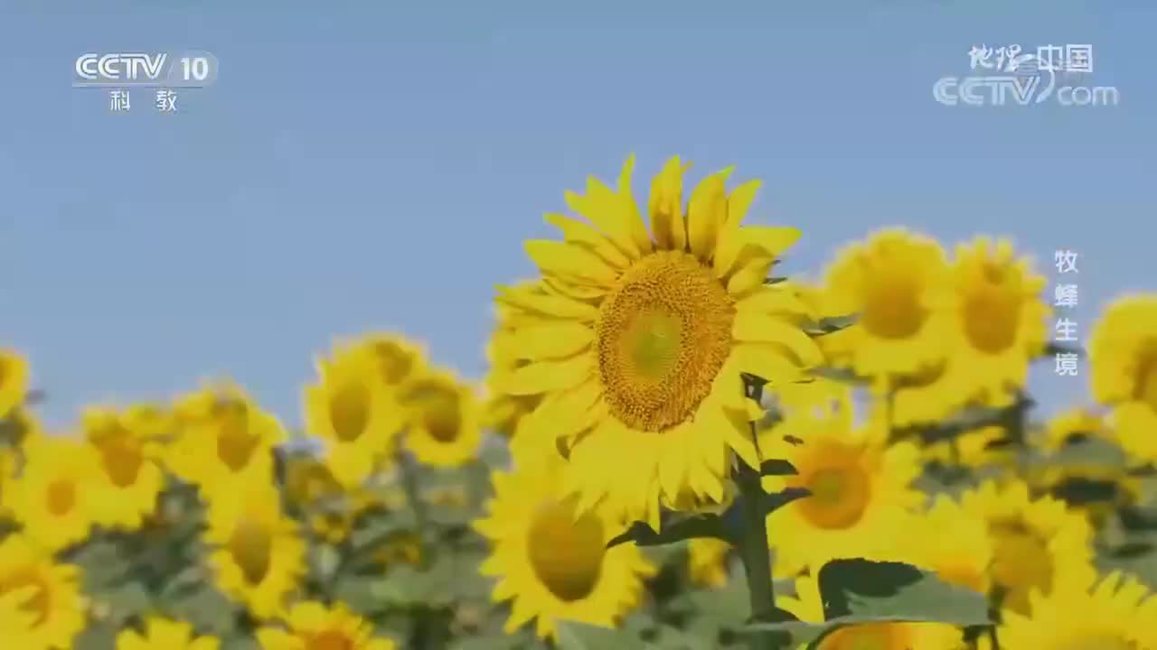 滴灌技术的运用