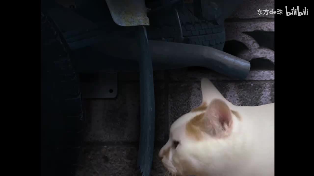 三日 车底 | 猫之怪奇谭