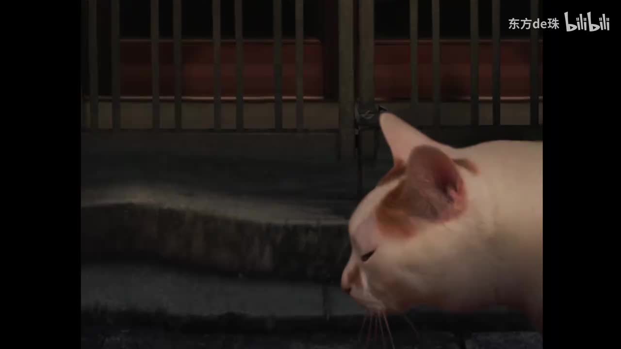 殪日 | 猫之怪奇谭
