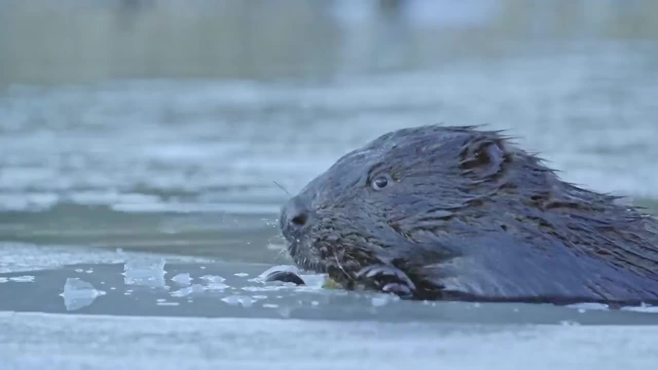 伏尔加河野性国度 大河诞生 2