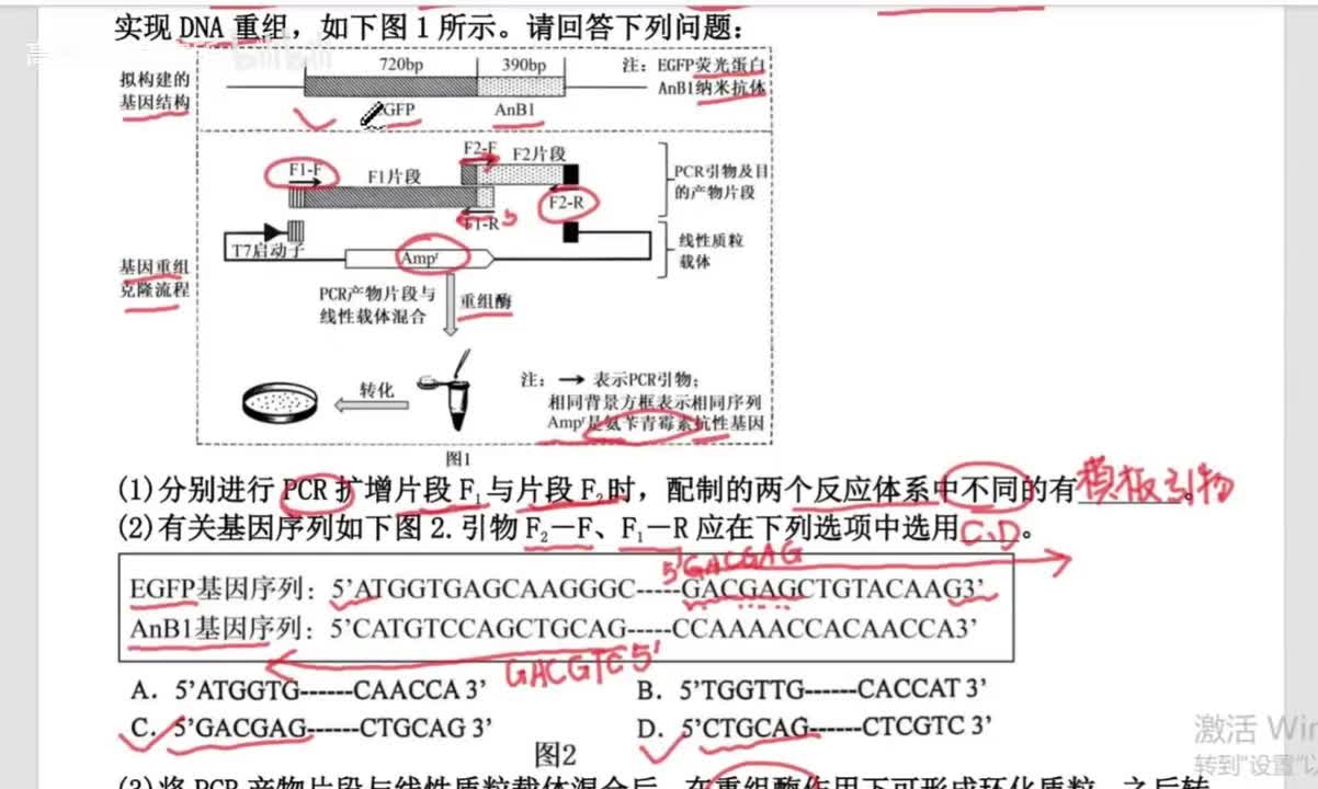 3.重点：引物设计、电泳图谱