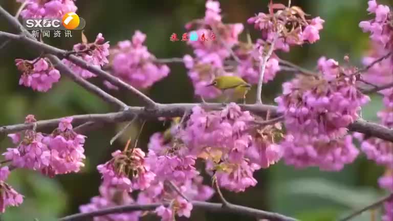 2025-02-08米兰的春天