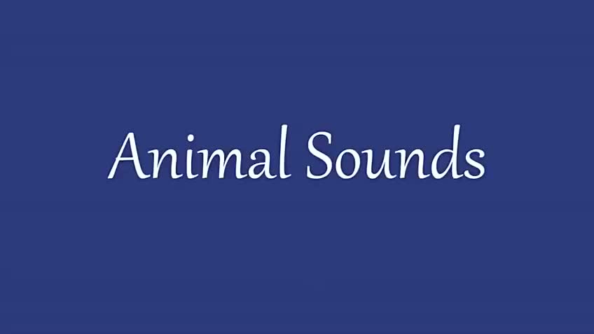 015 Animal sounds