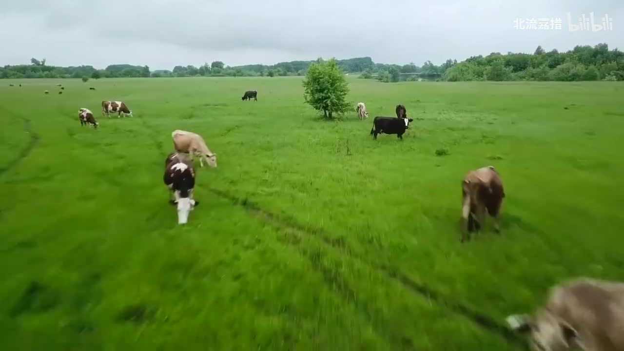 Down By the Salley Gardens-Joani