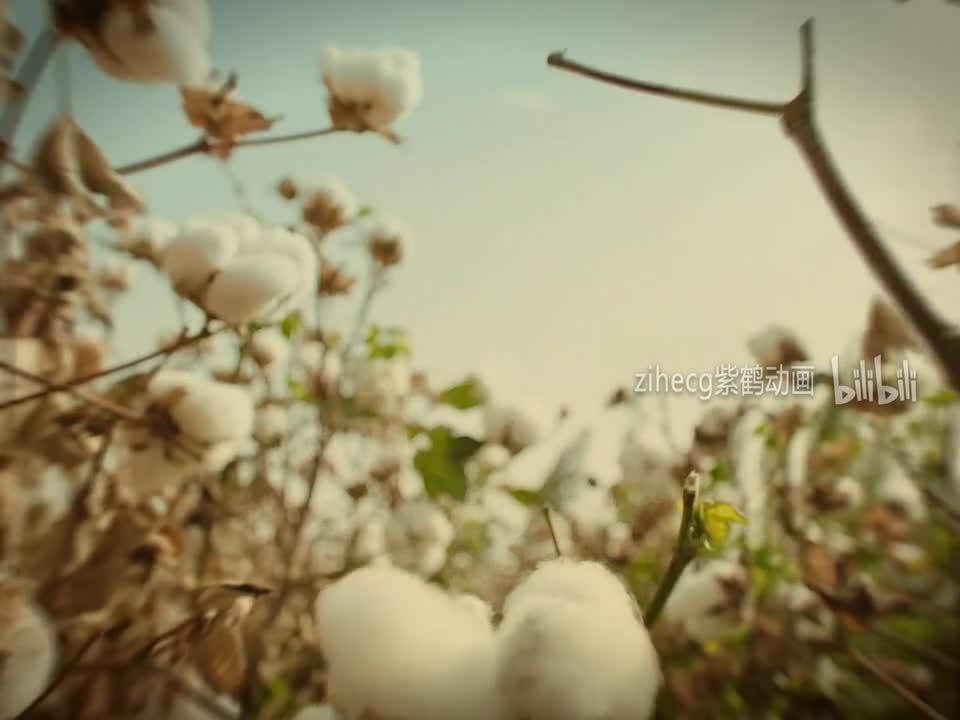 中国广告影片金狮奖2024(10)