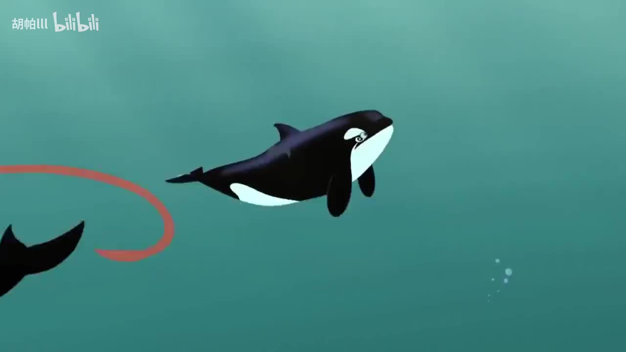 这只虎鲸噬鲨下