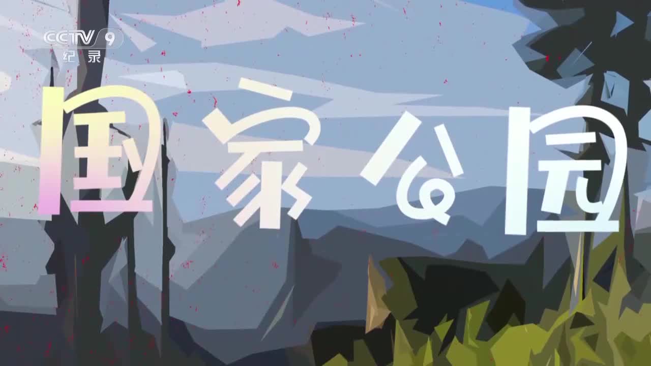 第10集：藏羚羊