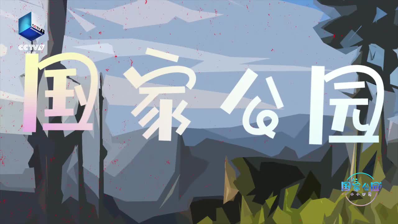 第7集：黄腹角雉