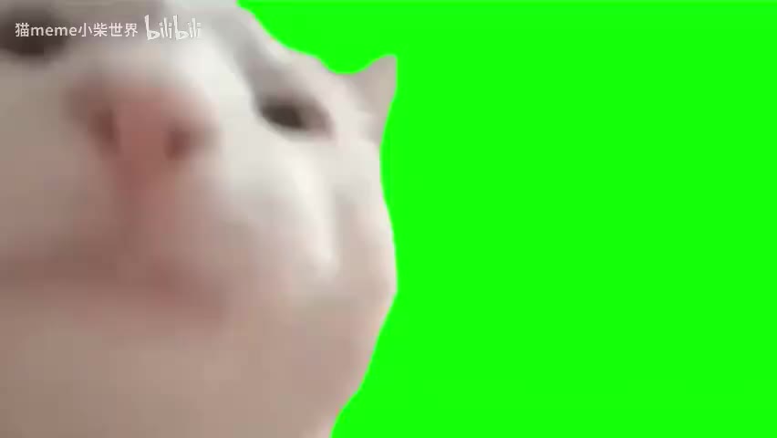 1.点头白猫（无声）