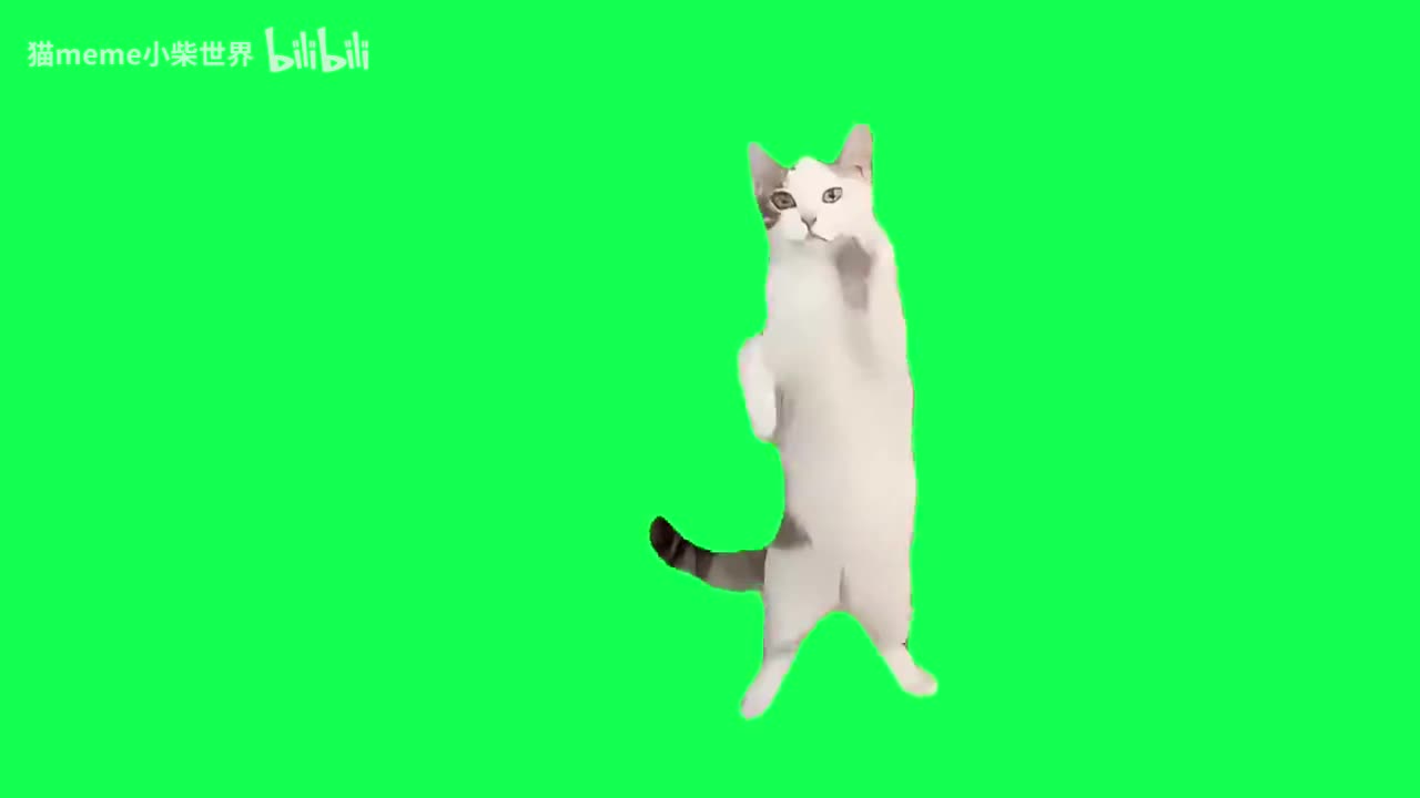 4.Kpop猫（有声）