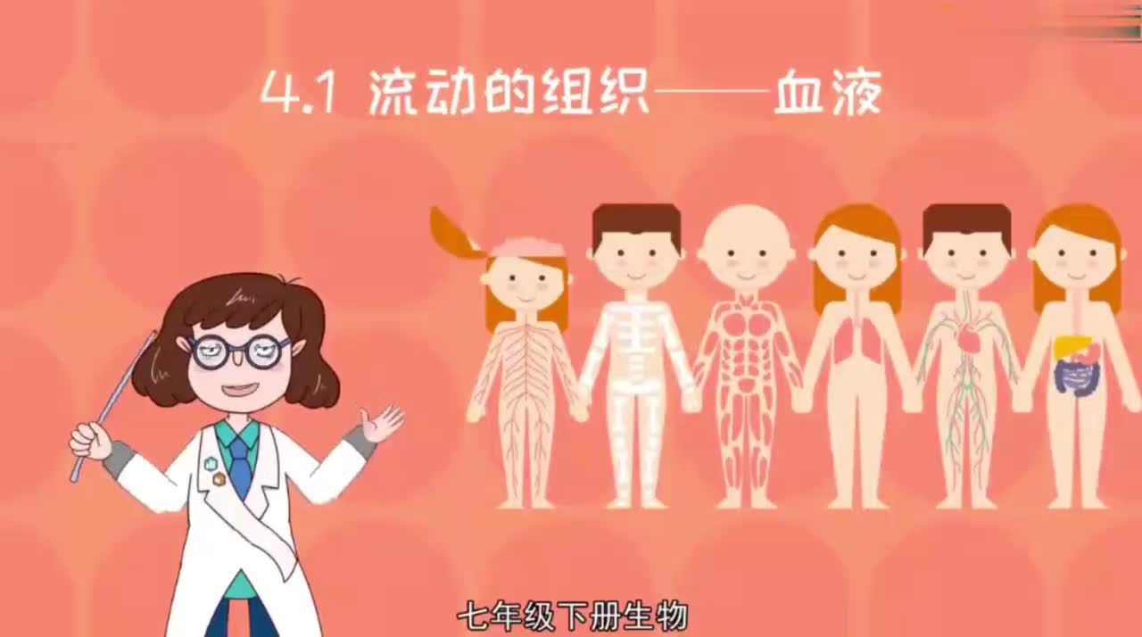 七年级（下）4.4.1流动的组织——血液