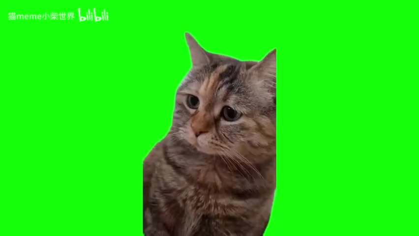 41.委屈猫（有声）