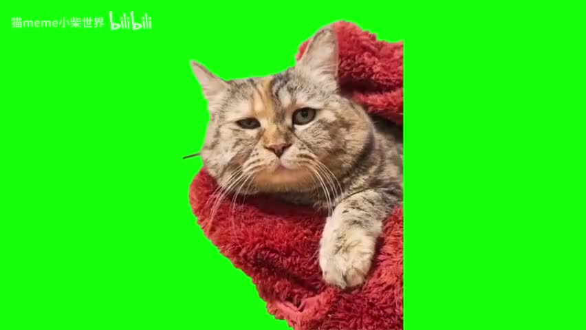 12.缩在红围巾里的委屈猫咪（有声）