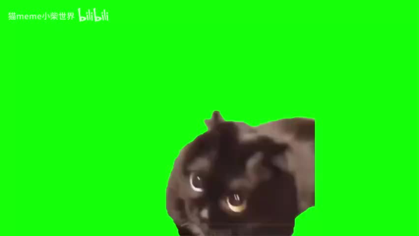 73.震惊黑猫（无声）