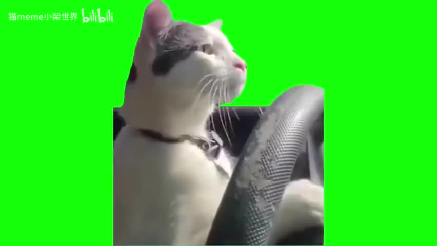 38.开车猫（有声）