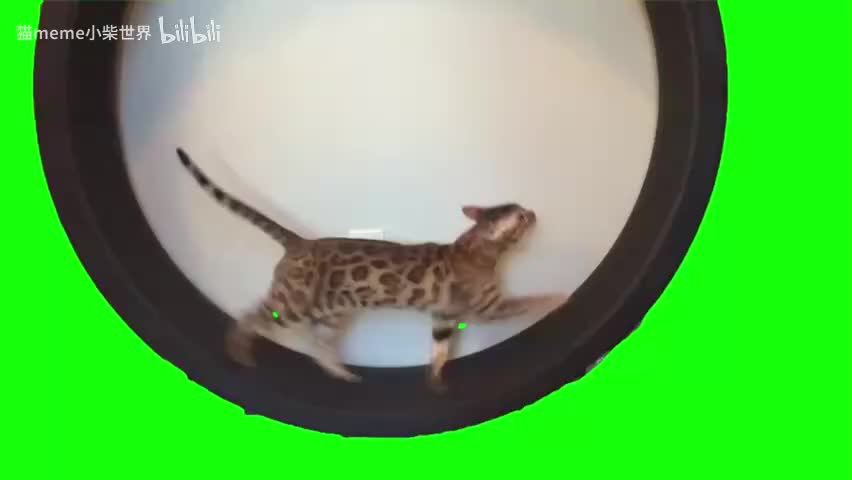 15.车轮滚滚猫（有声）