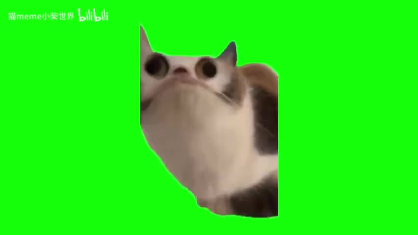 54.扁头猫怪叫（有声）