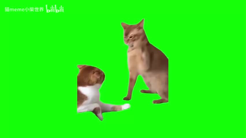 59.殴打猫（有声）