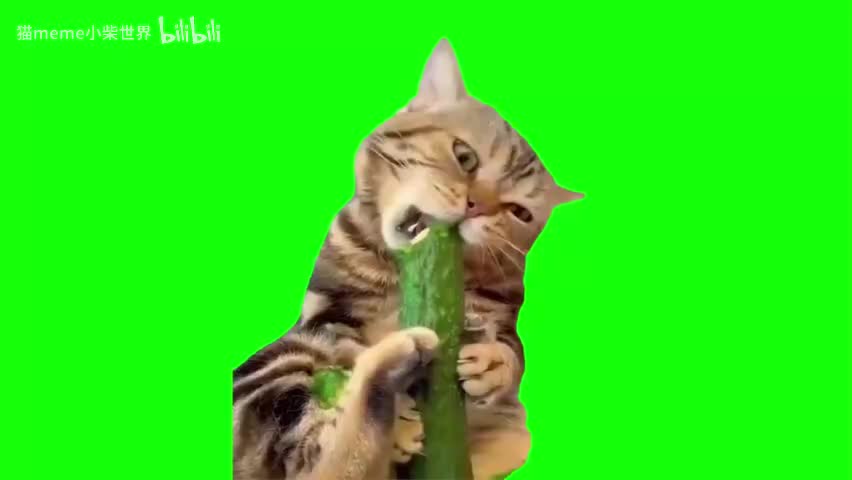 42.啃黄瓜猫（有声）