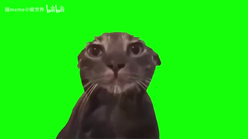 46.忧愁湿润猫（有声）