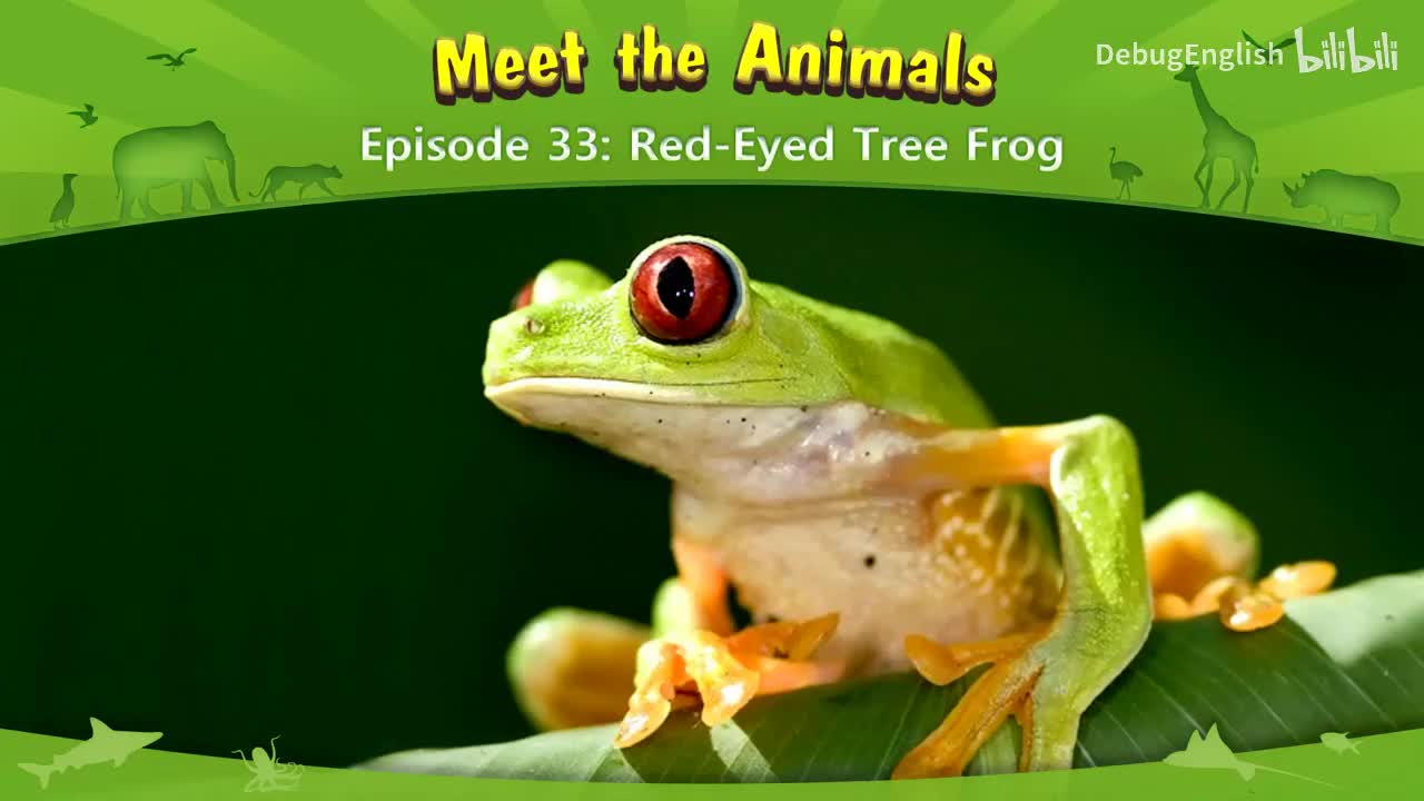 033.Red-Eyed Tree Frog