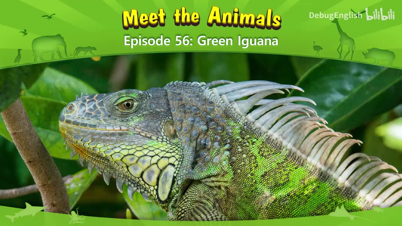056.Green Iguana.1080p