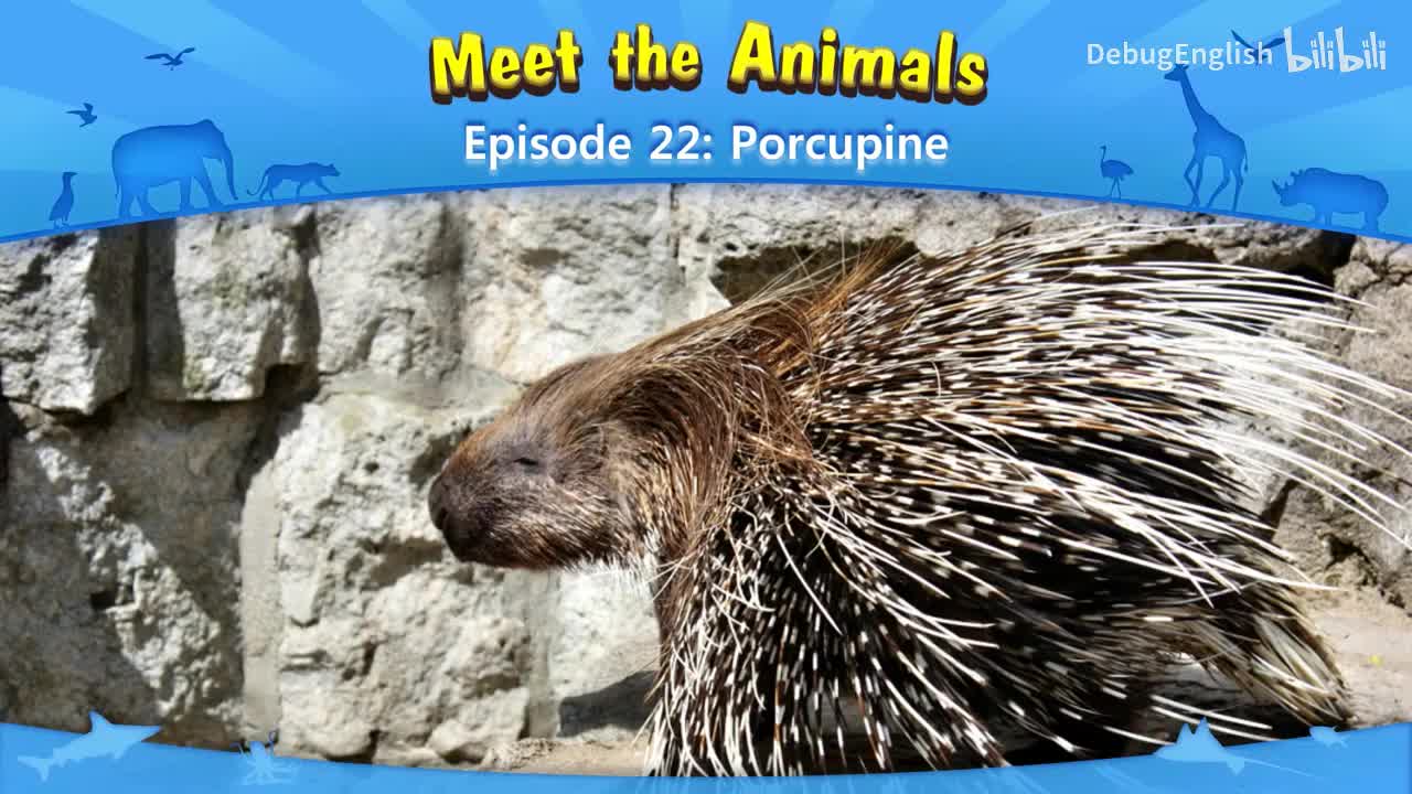 022.Porcupine