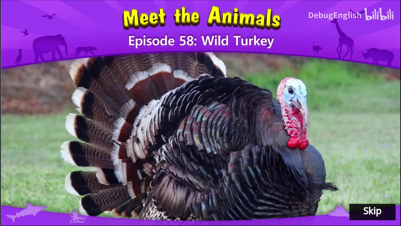 058.Wild Turkey.1080p