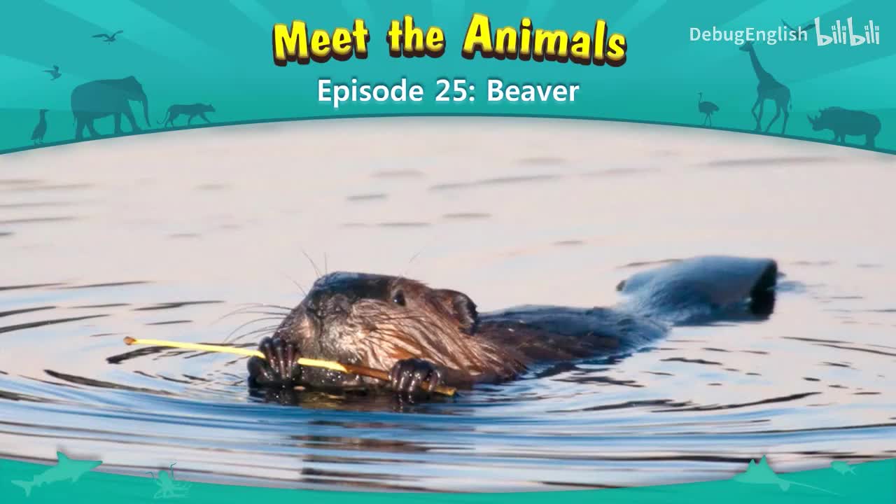 025.Beaver