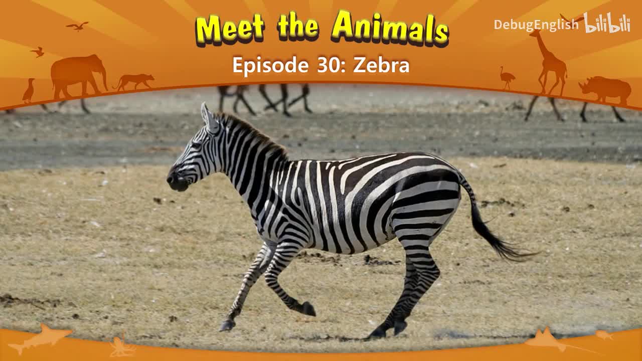 030.Zebra