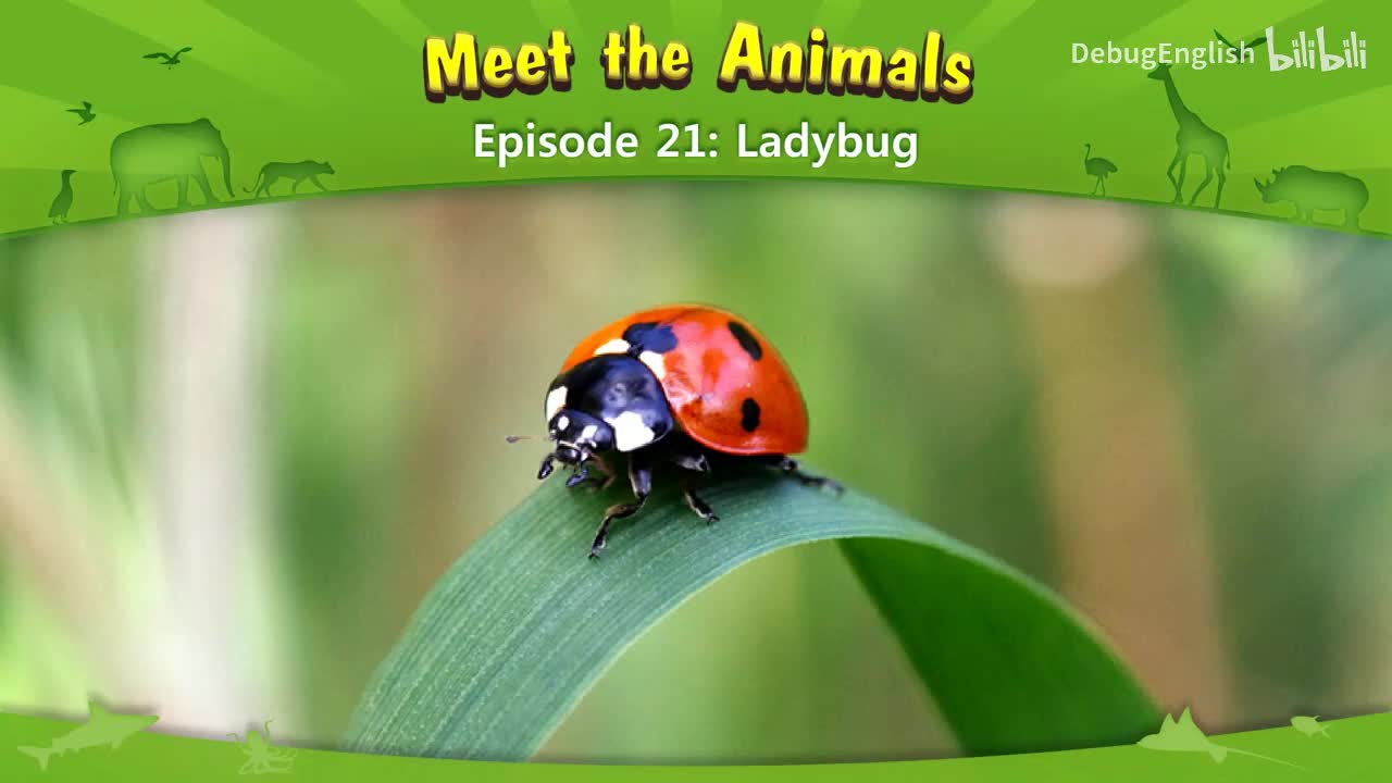 021.Ladybug