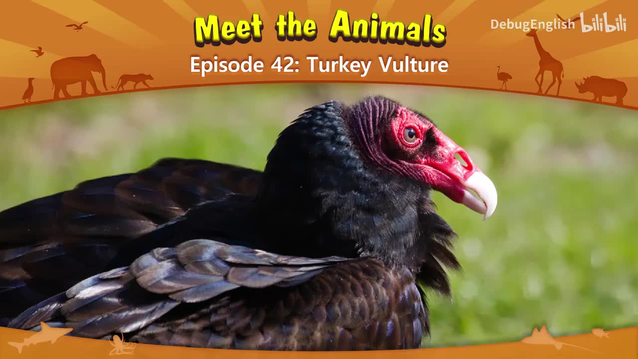 042.Turkey Vulture.1080p
